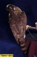 鳳頭蒼鷹藏品圖，第8張